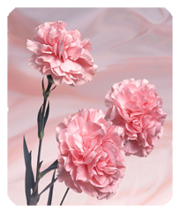 DF35 022 Carnation Master